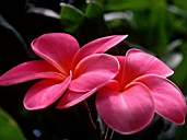 Flower1.jpg