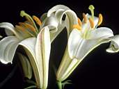 Flower12-1.jpg