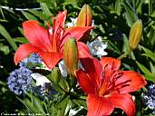 Flower14-1.jpg
