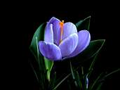 Flower15.jpg
