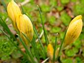 Flower16.jpg