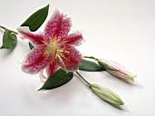 Flower2-1.jpg