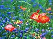 Flower2.jpg