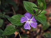 Flower3-1.jpg