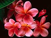 Flower3.jpg