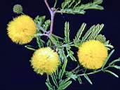 Flower4-1.jpg