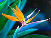 Flower4.jpg