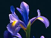Flower6.jpg