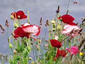 Flower8.jpg