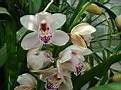 Flower9.jpg