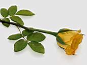 Rose1-1.jpg