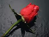 Rose1.jpg