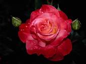 Rose11.jpg