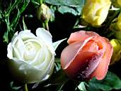 Rose14.jpg