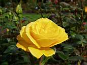Rose16.jpg