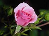 Rose2-1.jpg