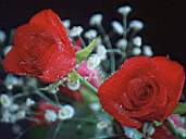 Rose2.jpg