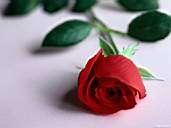 Rose3.jpg