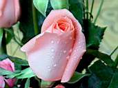 Rose4.jpg