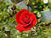 Rose6.jpg