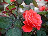 Rose7.jpg