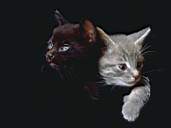 Cat10.jpg