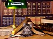 Cat14.jpg