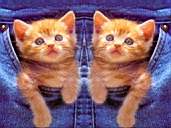 Cat17.jpg