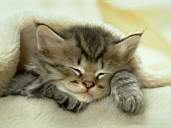 Cat2-1.jpg