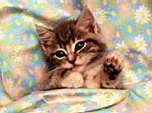Cat7-1.jpg