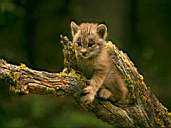 Wildcat6.jpg