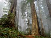 Forest1.jpg