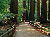Forest13-1.jpg