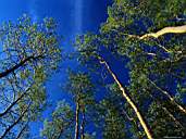 Forest14.jpg