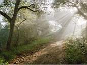 Forest17.jpg