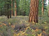 Forest18.jpg