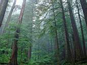 Forest19.jpg