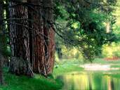 Forest21.jpg