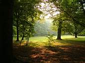 Forest22.jpg