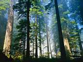 Forest5-1.jpg